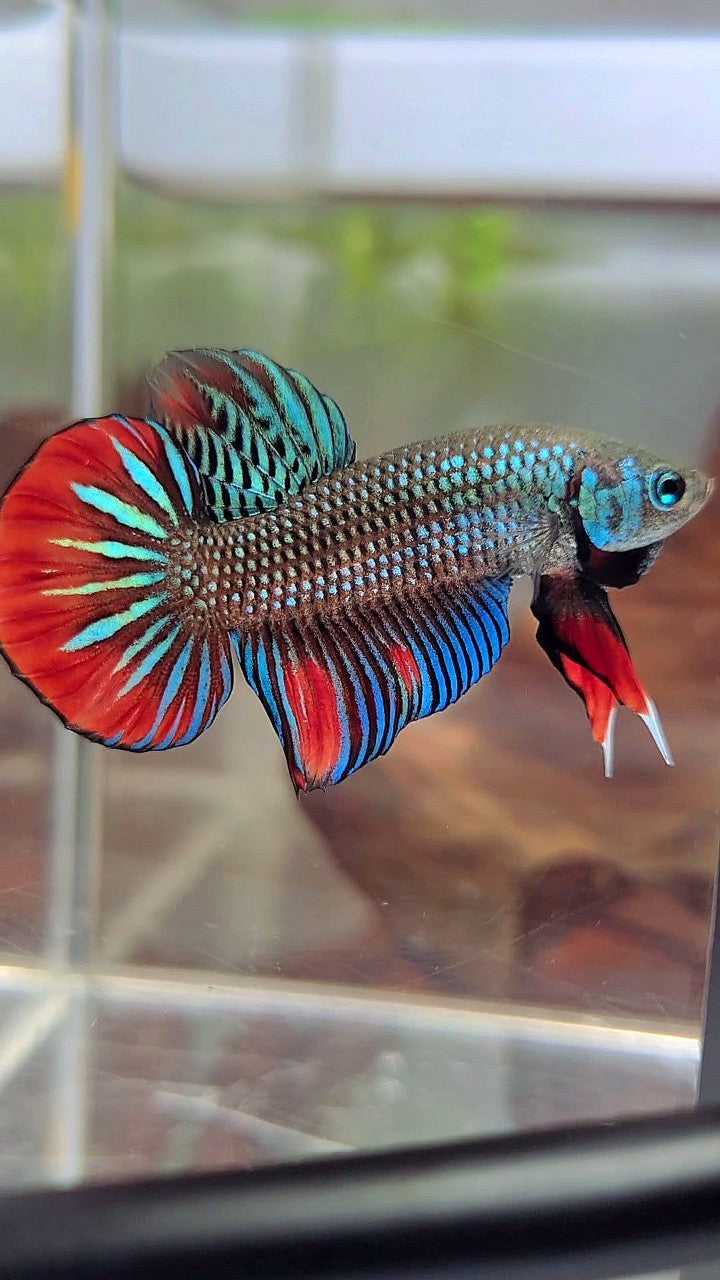 PLAKAT IMBELIS GREEN RED HYBRID WILD BETTA FISH