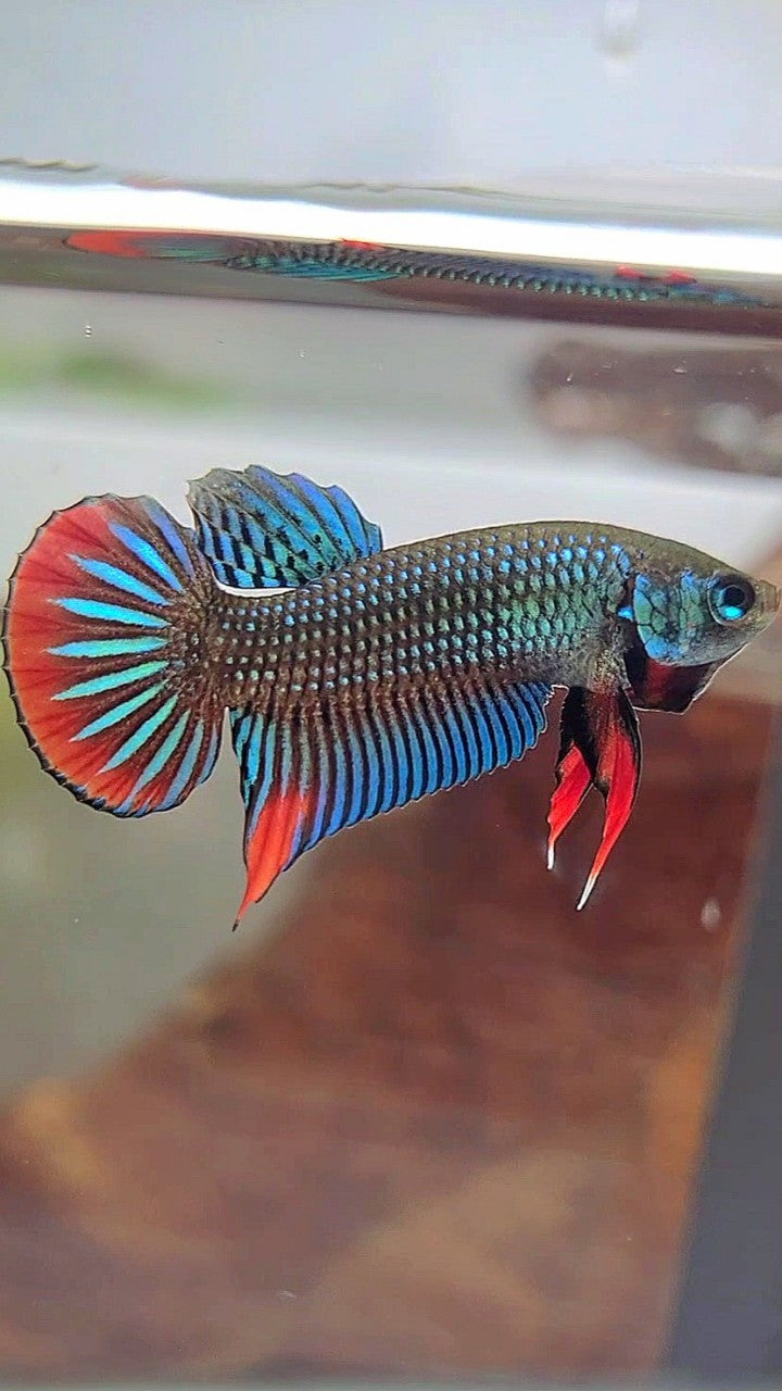 PLAKAT IMBELIS GREEN RED HYBRID WILD BETTA FISH