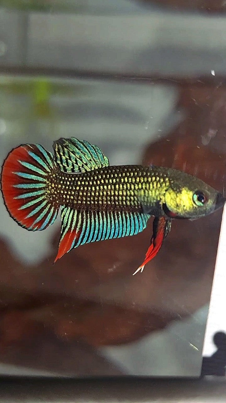 PLAKAT IMBELIS GREEN RED HYBRID WILD BETTA FISH