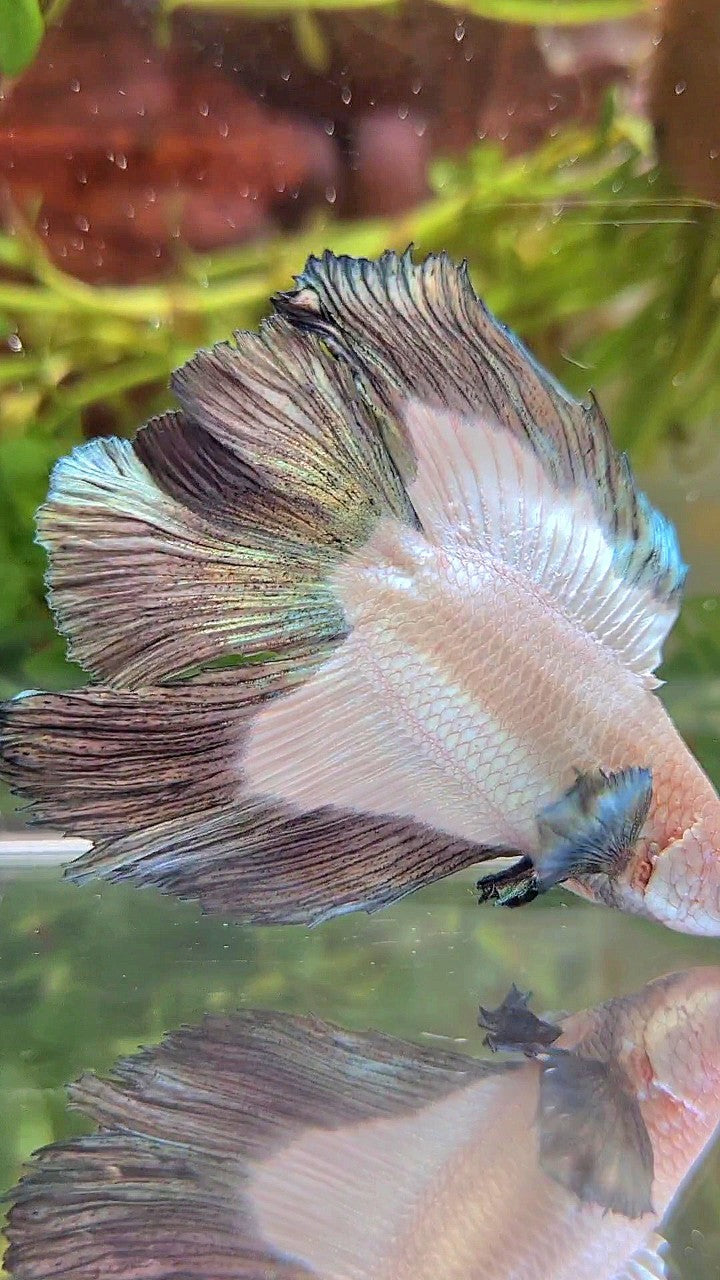 HALFMOON DOUBLE TAIL COPPER RIM BETTA FISH