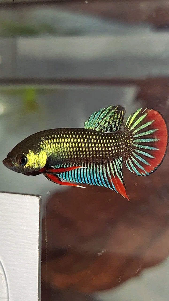 PLAKAT IMBELIS GREEN RED HYBRID WILD BETTA FISH