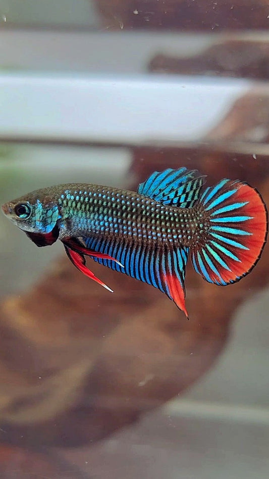 PLAKAT IMBELIS GREEN RED HYBRID WILD BETTA FISH