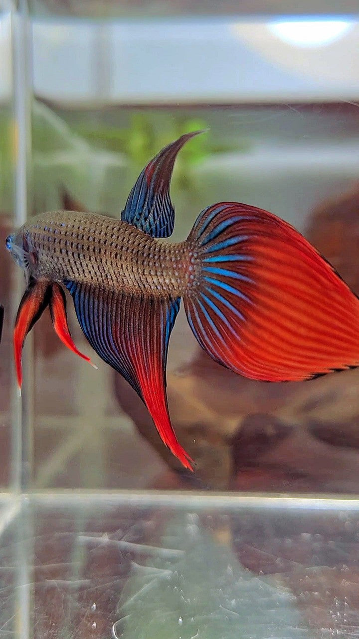 LONGFIN VEILTAIL IMBELIS GREEN RED HYBRID WILD BETTA FISH