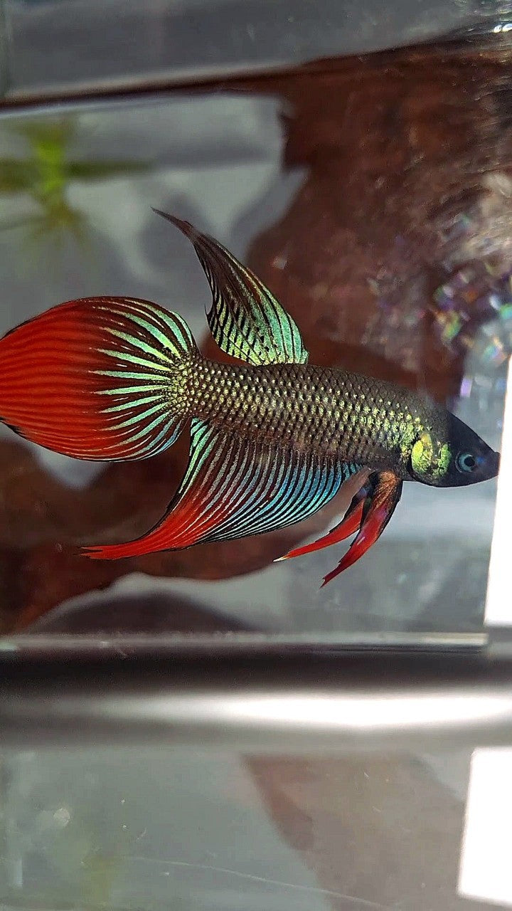 LONGFIN VEILTAIL IMBELIS GREEN RED HYBRID WILD BETTA FISH