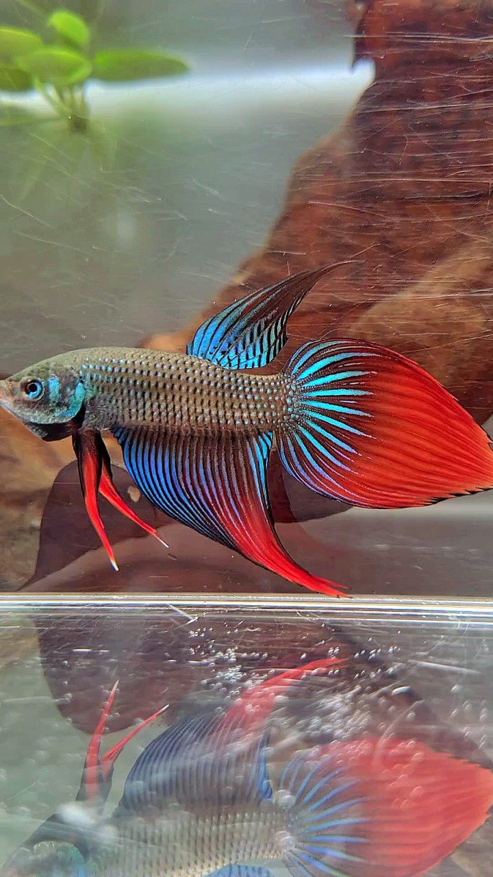 LONGFIN VEILTAIL IMBELIS GREEN RED HYBRID WILD BETTA FISH