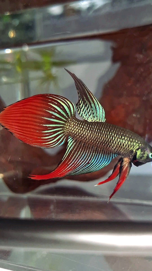 LONGFIN VEILTAIL IMBELIS GREEN RED HYBRID WILD BETTA FISH