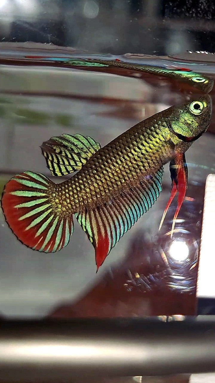 PLAKAT IMBELIS GREEN RED HYBRID WILD BETTA FISH