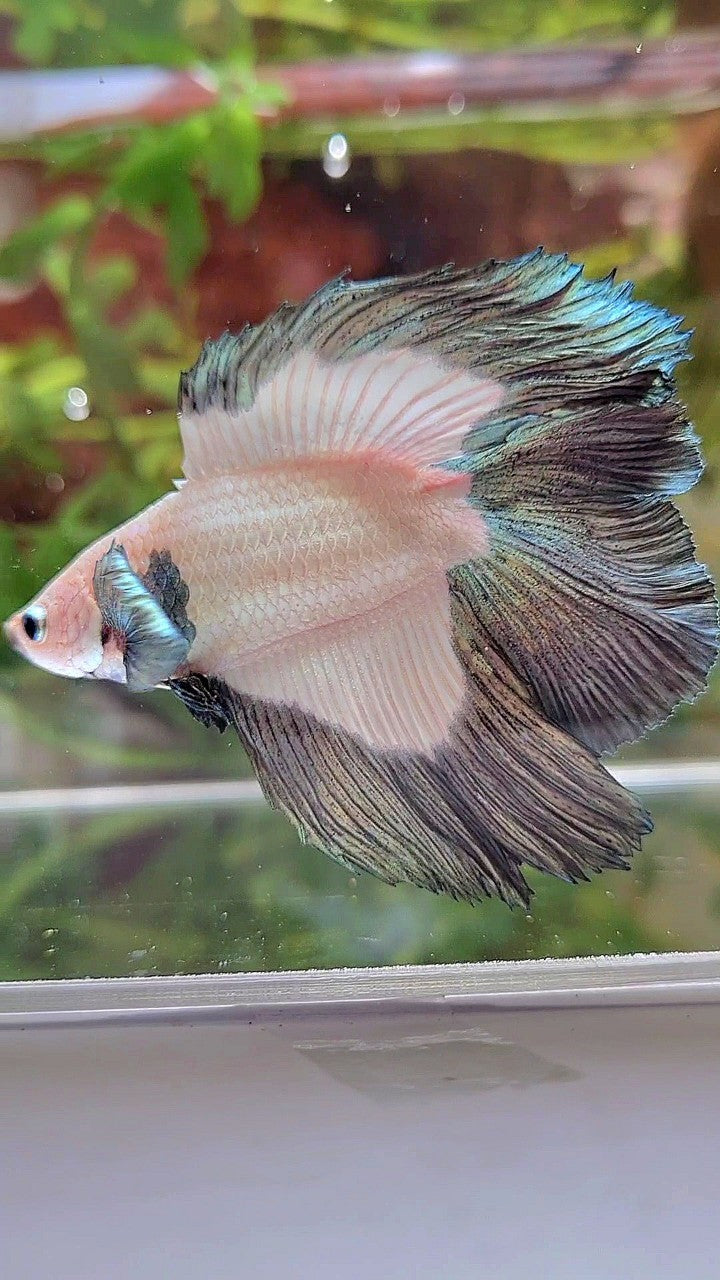 HALFMOON DOUBLE TAIL COPPER RIM BETTA FISH