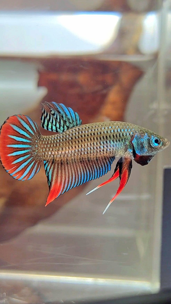 PLAKAT IMBELIS GREEN RED HYBRID WILD BETTA FISH