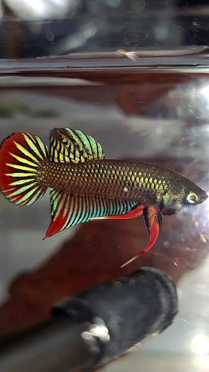 PLAKAT IMBELIS GREEN RED HYBRID WILD BETTA FISH