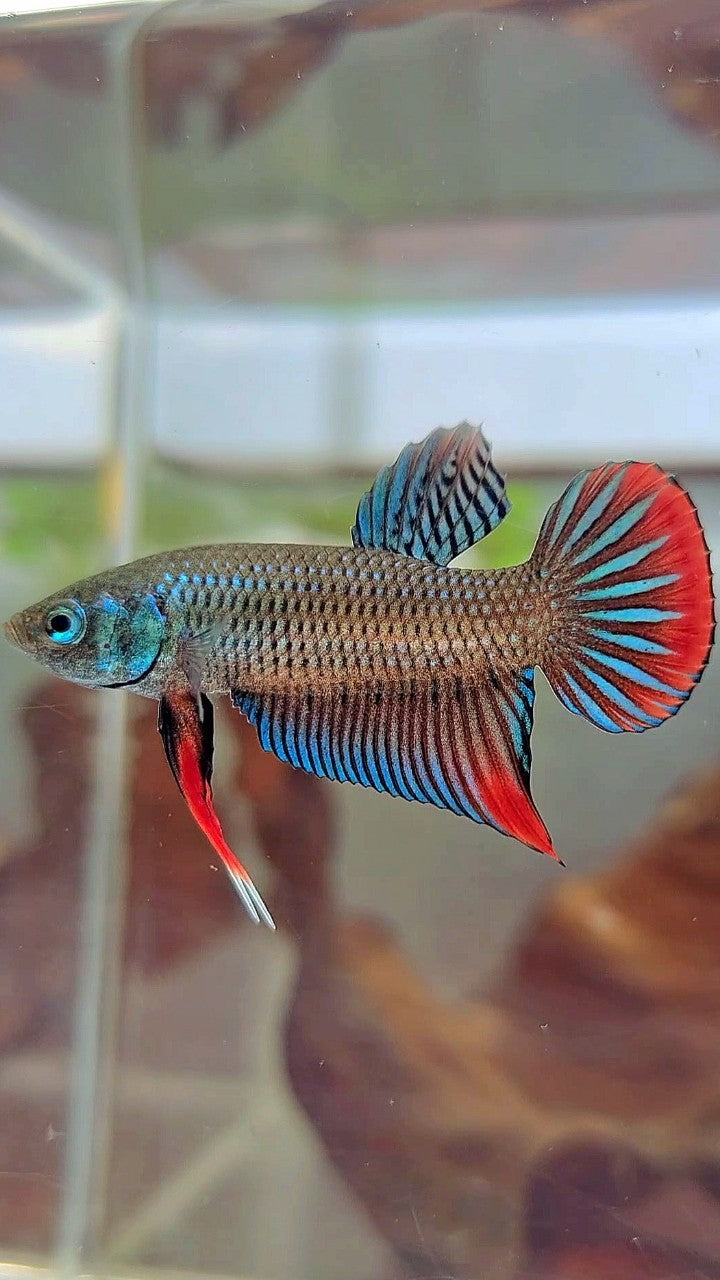 PLAKAT IMBELIS GREEN RED HYBRID WILD BETTA FISH