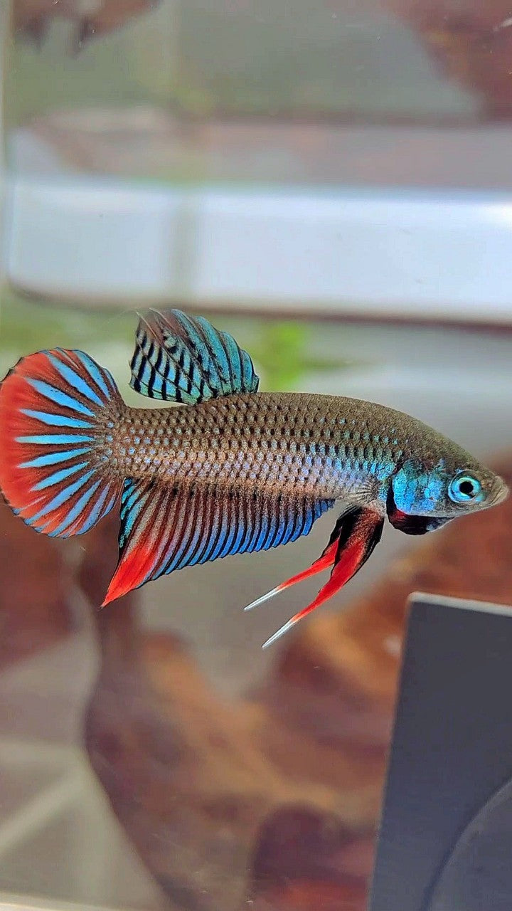 PLAKAT IMBELIS GREEN RED HYBRID WILD BETTA FISH