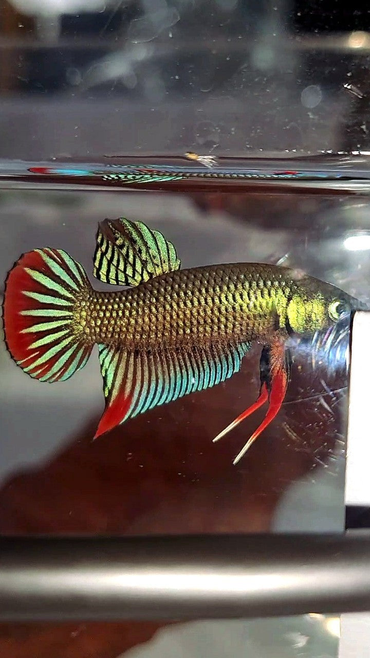 PLAKAT IMBELIS GREEN RED HYBRID WILD BETTA FISH