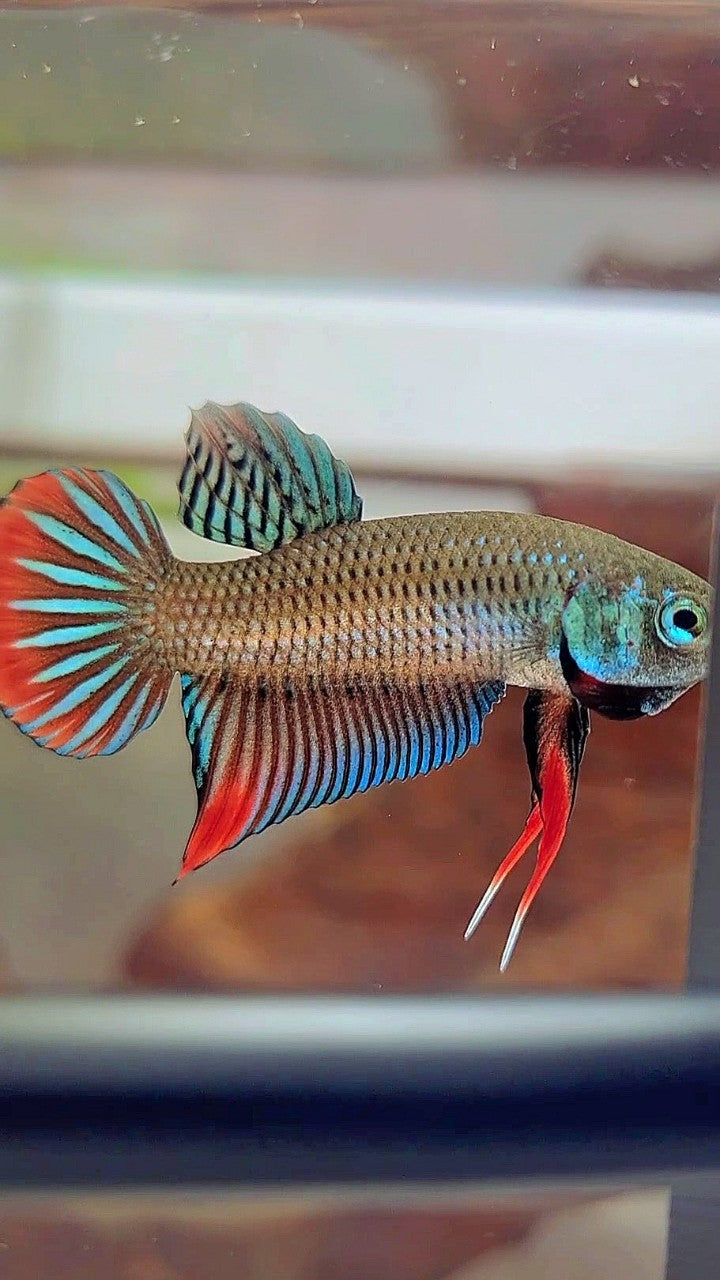 PLAKAT IMBELIS GREEN RED HYBRID WILD BETTA FISH