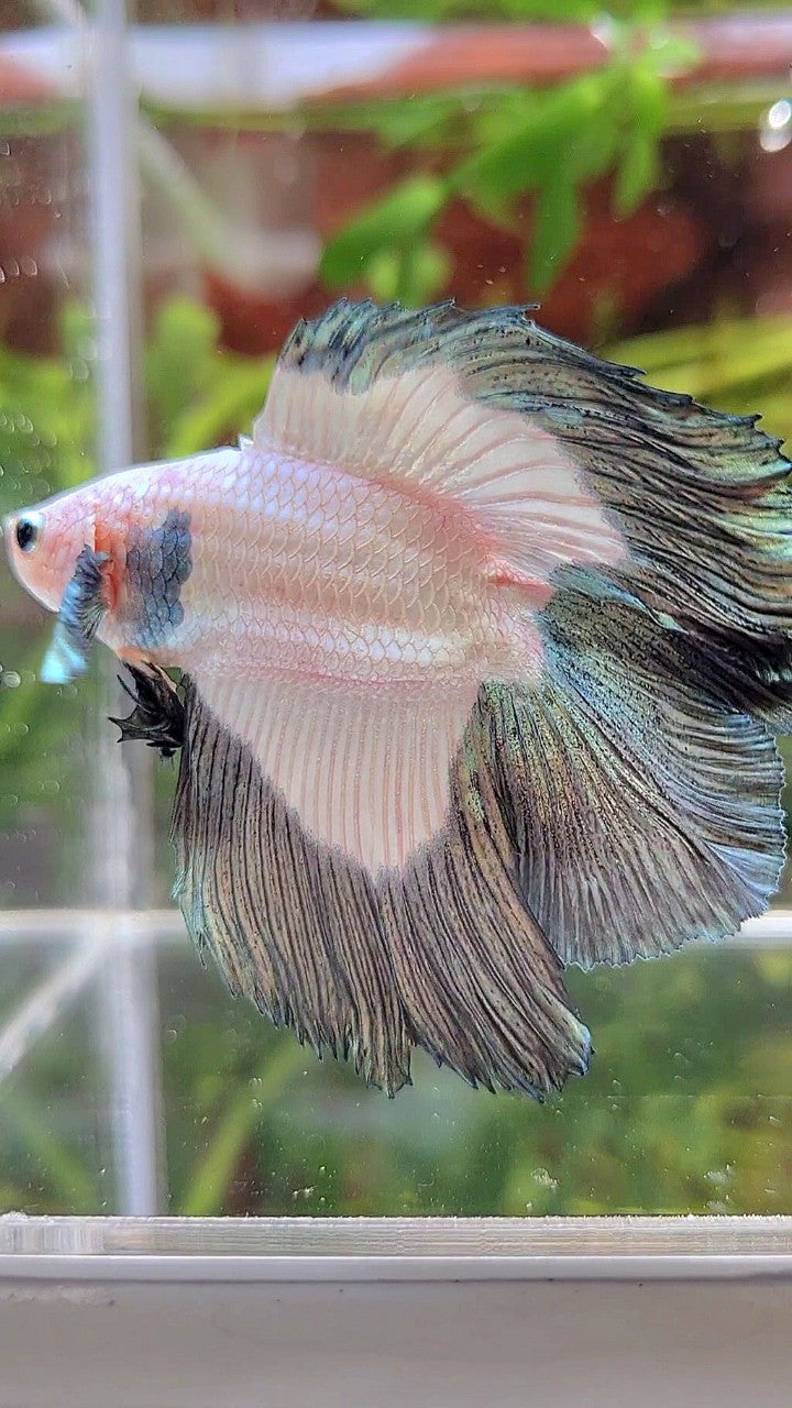 HALFMOON DOUBLE TAIL COPPER RIM BETTA FISH