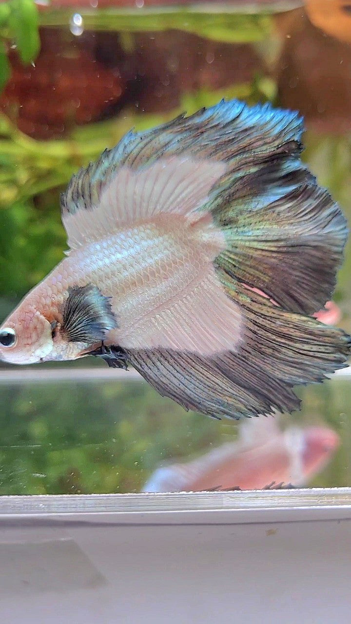 HALFMOON DOUBLE TAIL COPPER RIM BETTA FISH