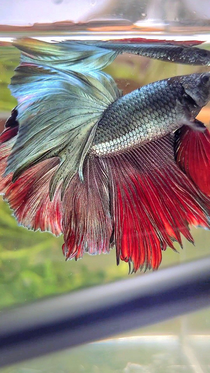 HALFMOON ROSETAIL COPPER RED BETTA FISH