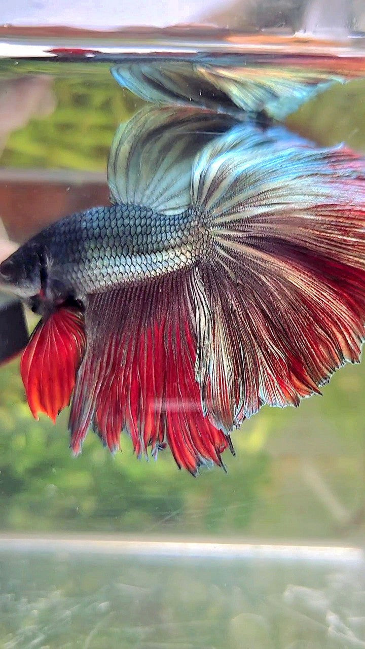 HALFMOON ROSETAIL COPPER RED BETTA FISH