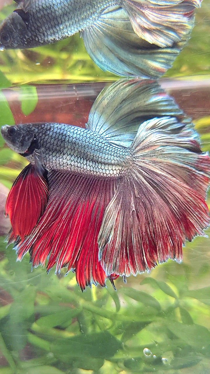 HALFMOON ROSETAIL COPPER RED BETTA FISH