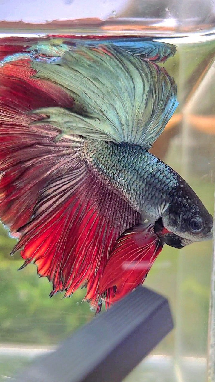 HALFMOON ROSETAIL COPPER RED BETTA FISH