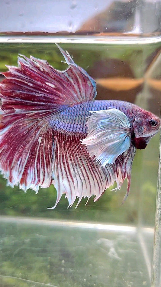 HALFMOON SUPER DUMBO EAR PURPLE BETTA FISH