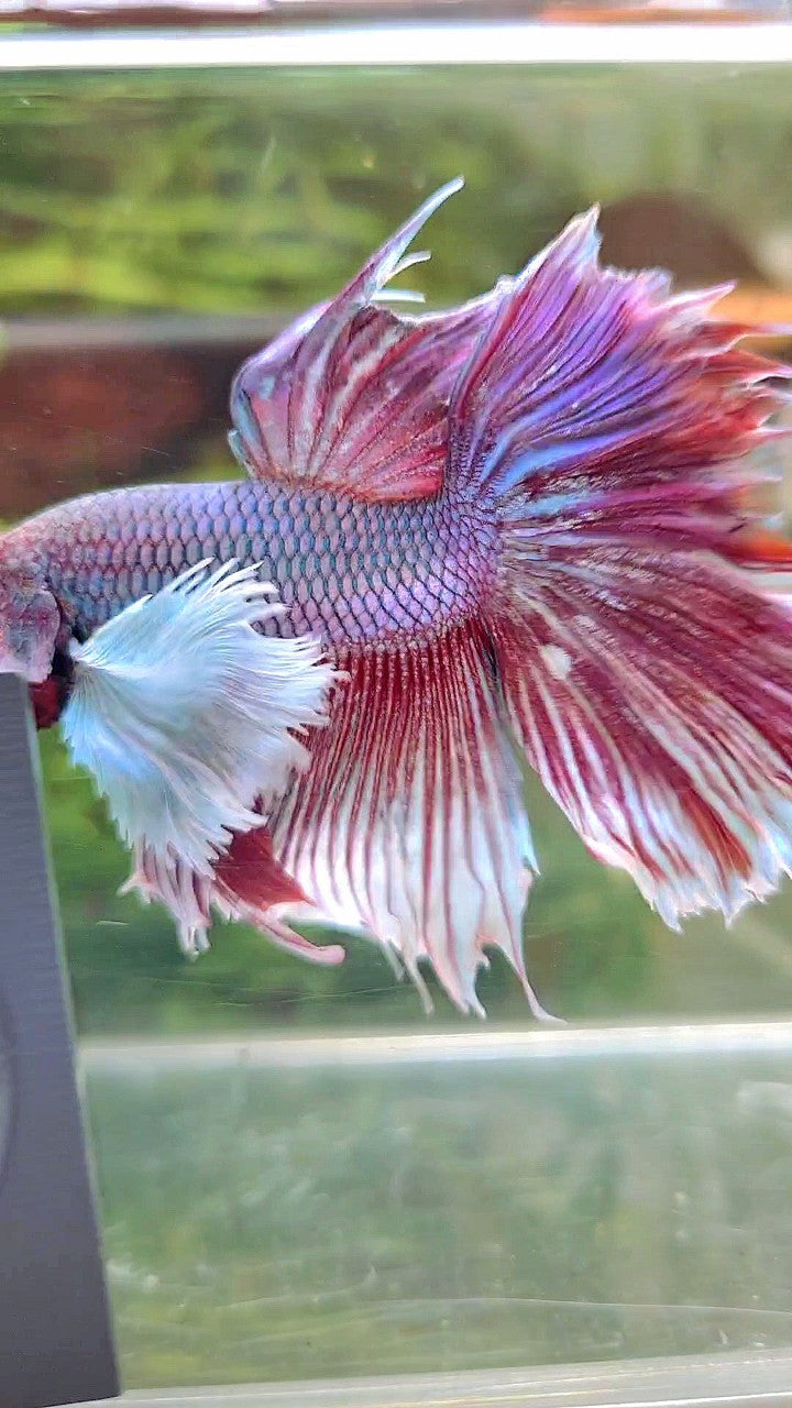 HALFMOON SUPER DUMBO EAR PURPLE BETTA FISH