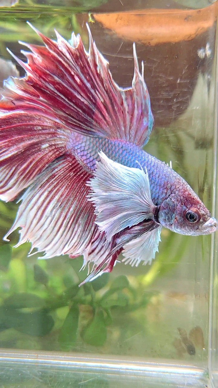 HALFMOON SUPER DUMBO EAR PURPLE BETTA FISH