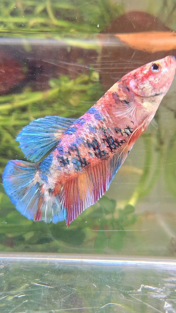 FEMALE GIANT PLAKAT BO 5,7CM+ RAINBOW MULTICOLOR BETTA FISH