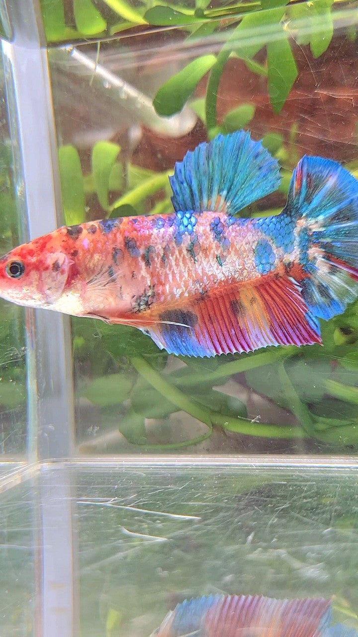 FEMALE GIANT PLAKAT BO 5,7CM+ RAINBOW MULTICOLOR BETTA FISH