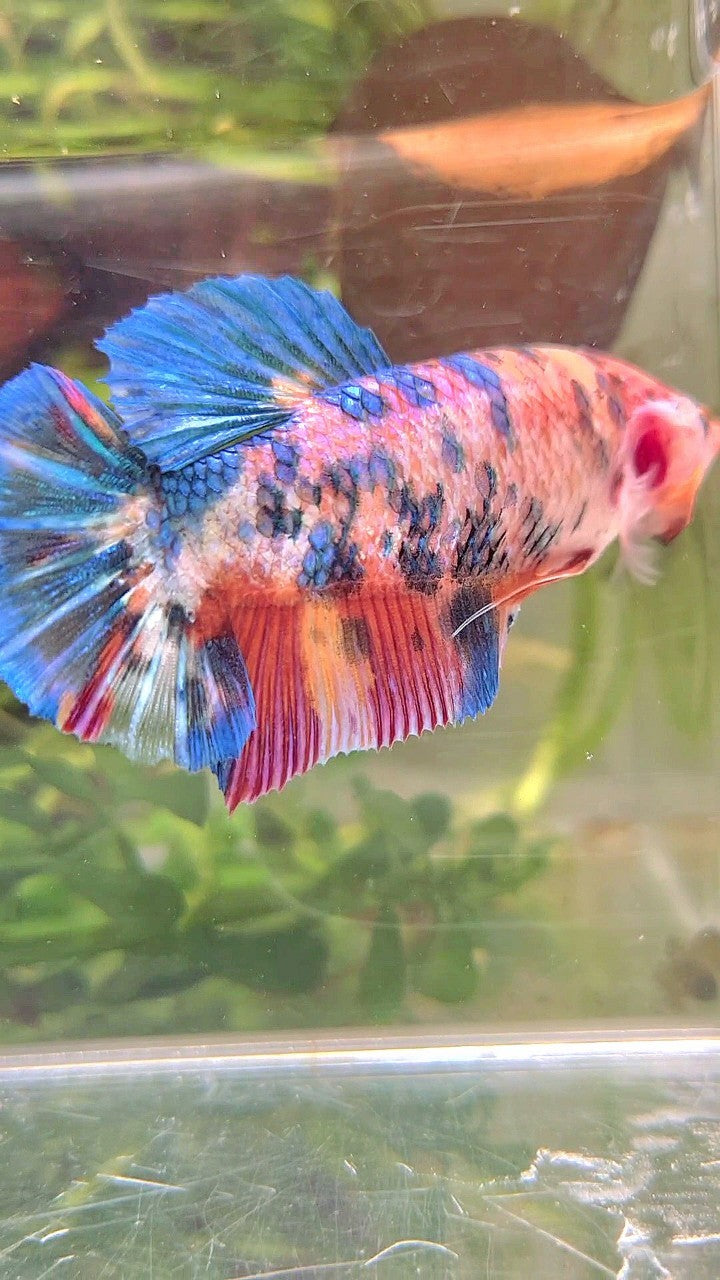 FEMALE GIANT PLAKAT BO 5,7CM+ RAINBOW MULTICOLOR BETTA FISH