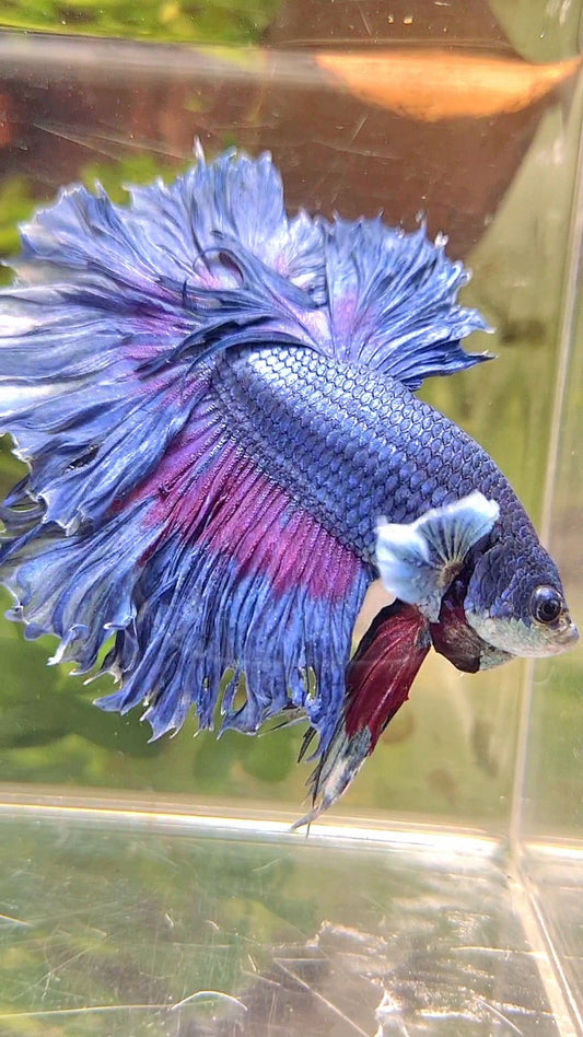 XL HALFMOON FEATHER TAIL BIG EAR BLUE BETTA FISH