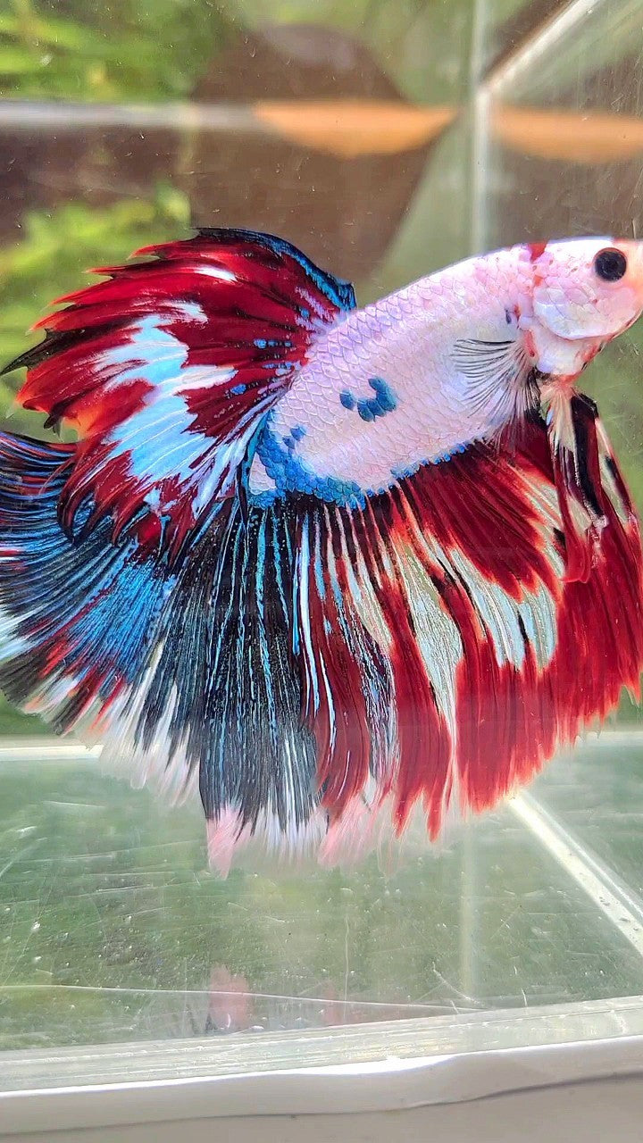 XL HALFMOON ROSETAIL WHITE RED FANCY MULTICOLOR BETTA FISH