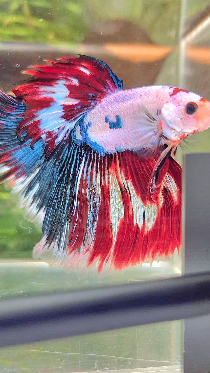 XL HALFMOON ROSETAIL WHITE RED FANCY MULTICOLOR BETTA FISH