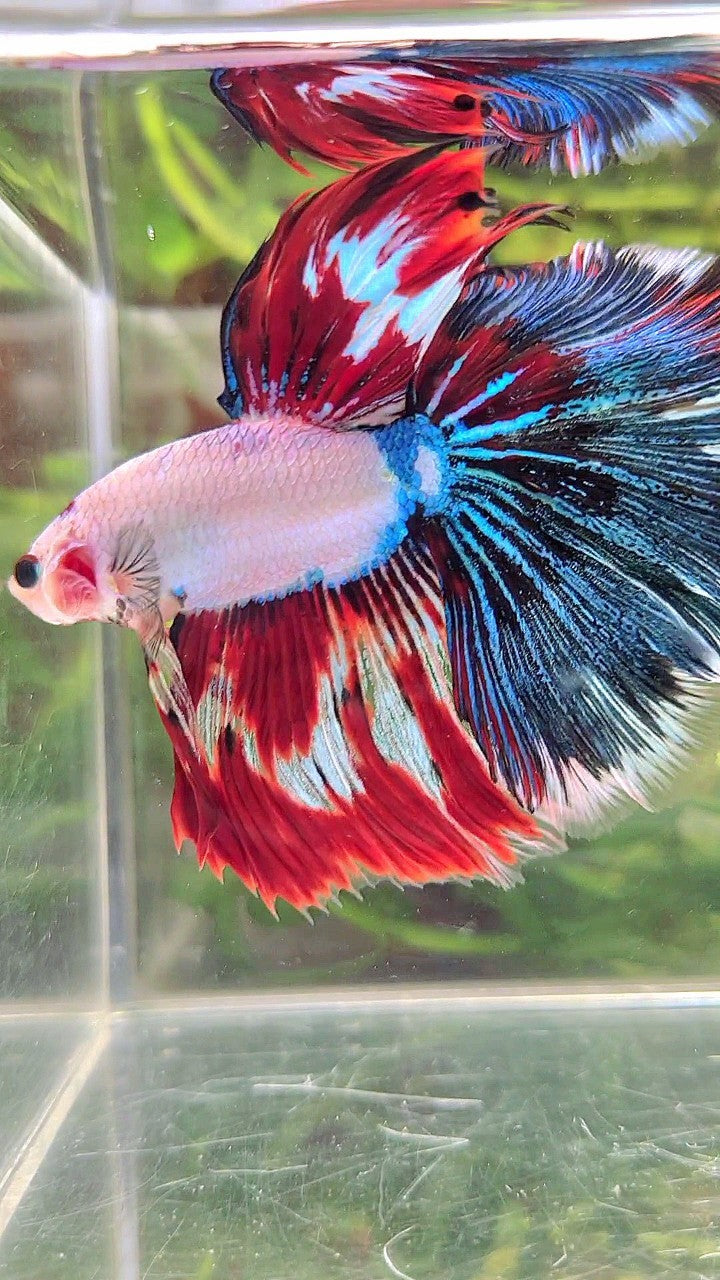 XL HALFMOON ROSETAIL WHITE RED FANCY MULTICOLOR BETTA FISH