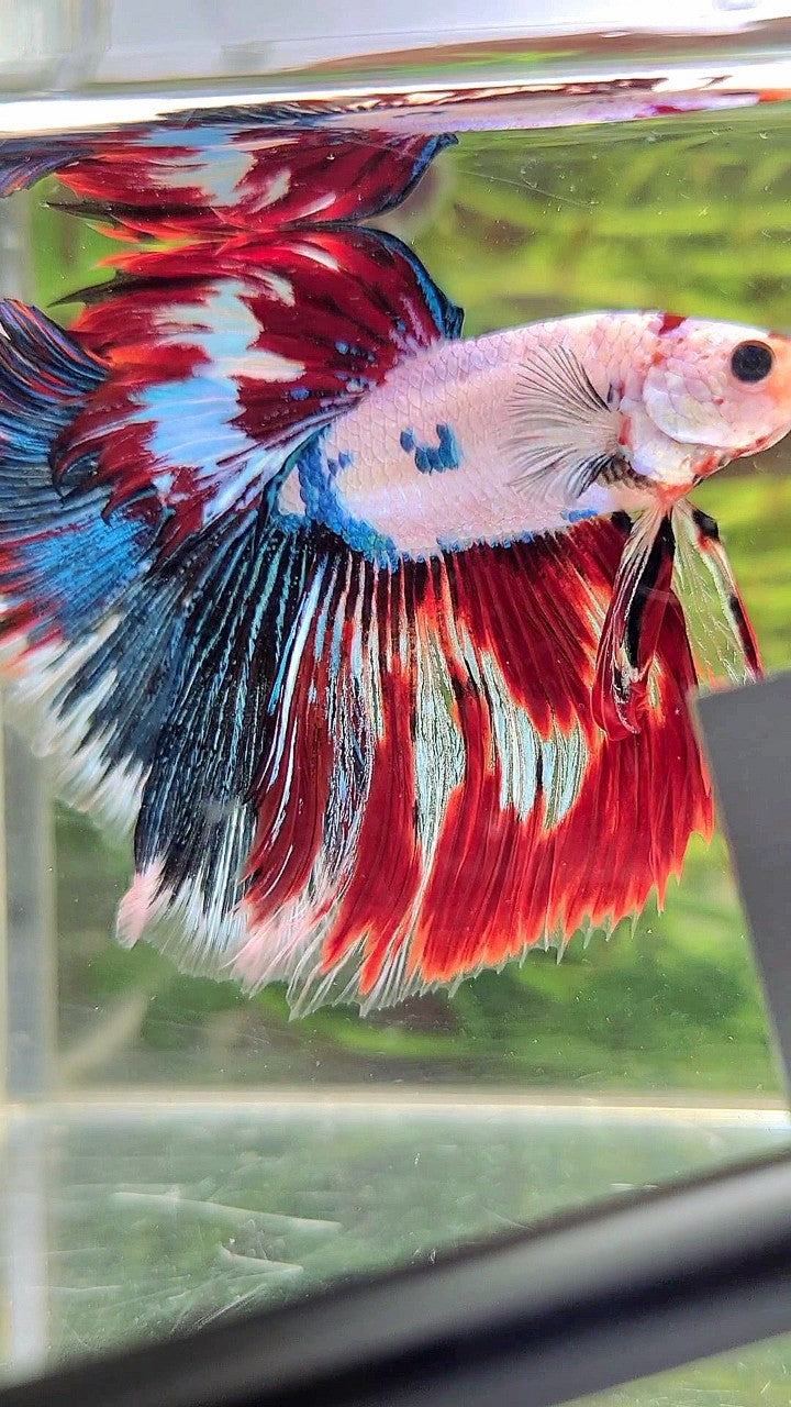 XL HALFMOON ROSETAIL WHITE RED FANCY MULTICOLOR BETTA FISH