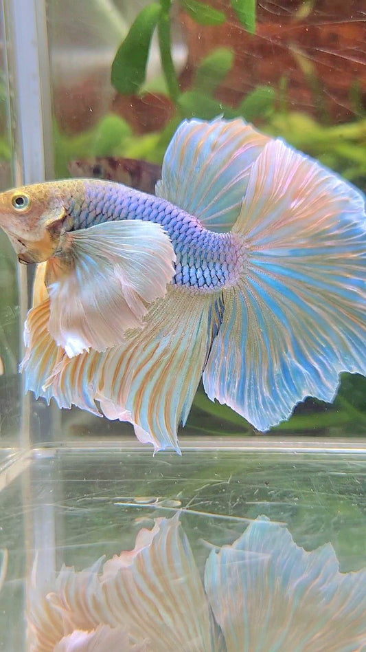 HALFMOON SUPER DUMBO EAR BLUE YELLOW PINEAPPLE BETTA FISH