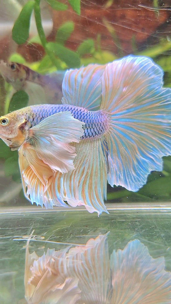 HALFMOON SUPER DUMBO EAR BLUE YELLOW PINEAPPLE BETTA FISH