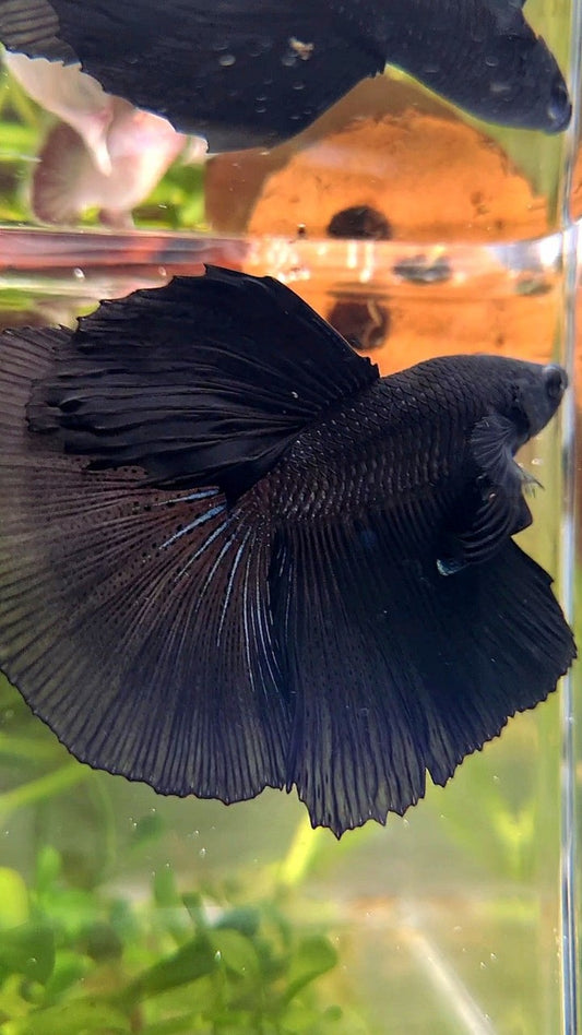 HALFMOON ROSETAIL SUPER BLACK BETTA FISH