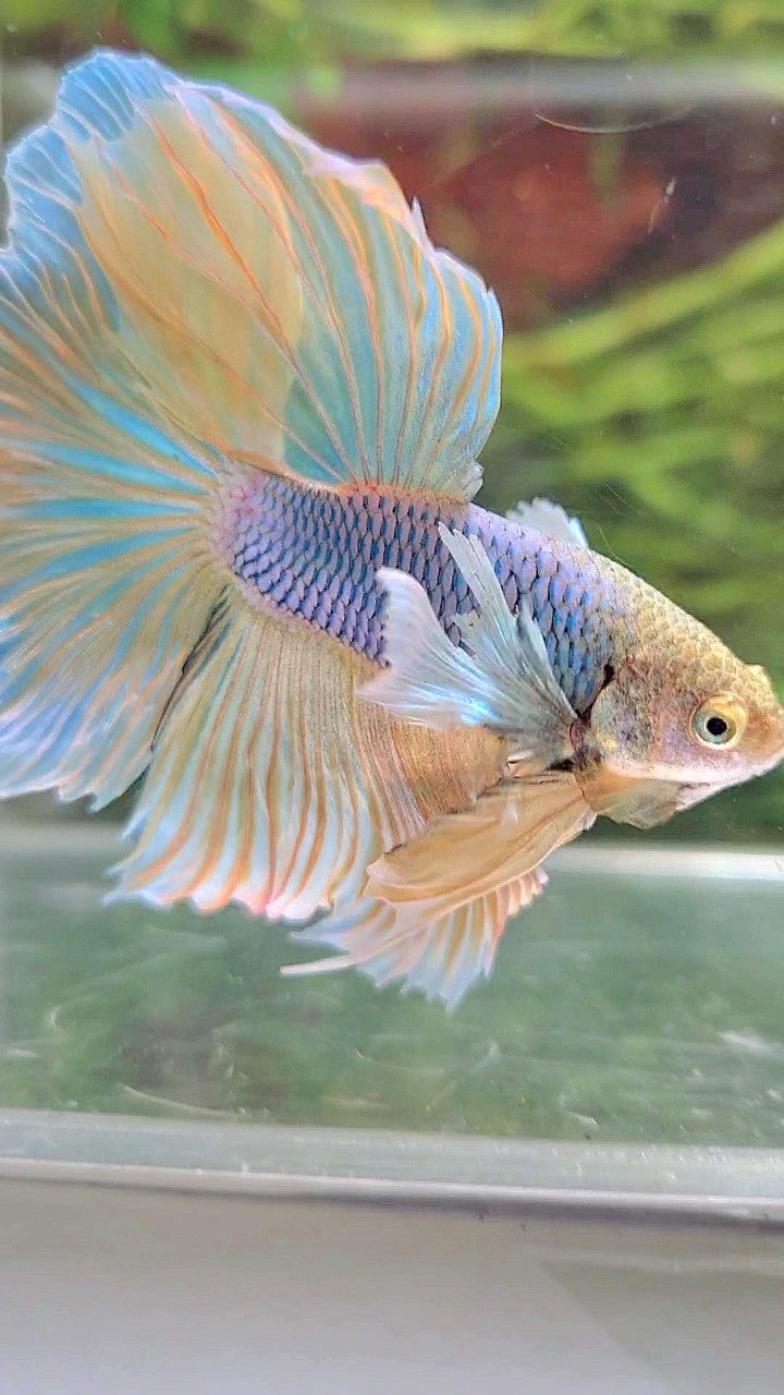 HALFMOON SUPER DUMBO EAR BLUE YELLOW PINEAPPLE BETTA FISH