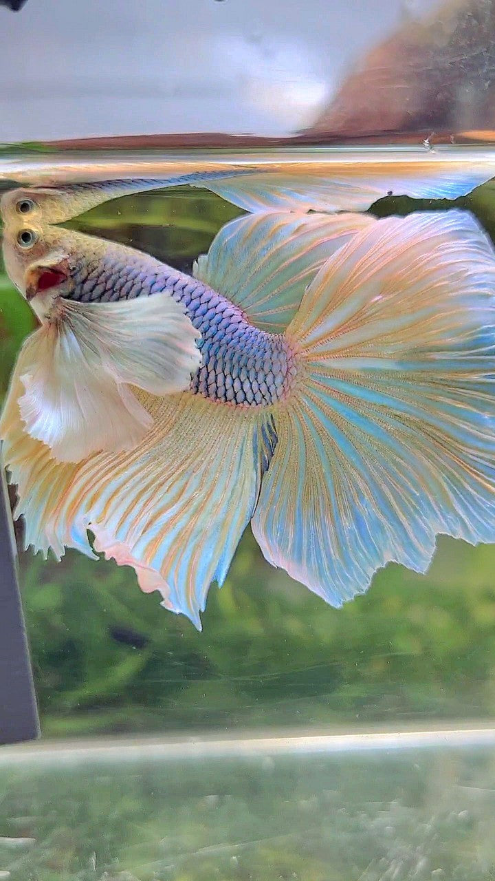 HALFMOON SUPER DUMBO EAR BLUE YELLOW PINEAPPLE BETTA FISH