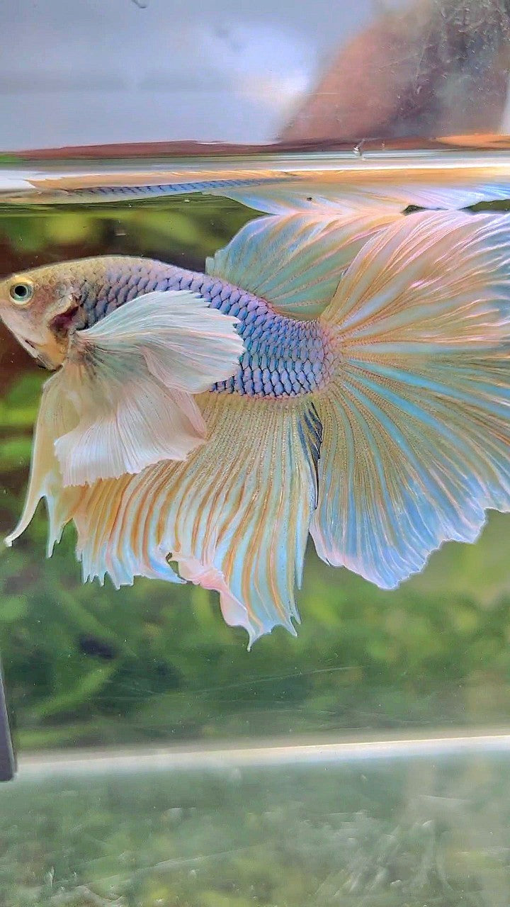 HALFMOON SUPER DUMBO EAR BLUE YELLOW PINEAPPLE BETTA FISH