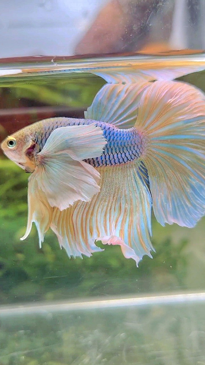 HALFMOON SUPER DUMBO EAR BLUE YELLOW PINEAPPLE BETTA FISH