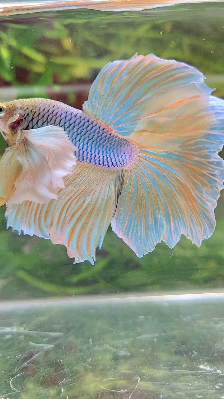 HALFMOON SUPER DUMBO EAR BLUE YELLOW PINEAPPLE BETTA FISH