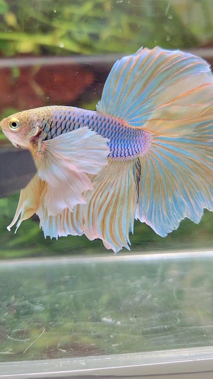 HALFMOON SUPER DUMBO EAR BLUE YELLOW PINEAPPLE BETTA FISH