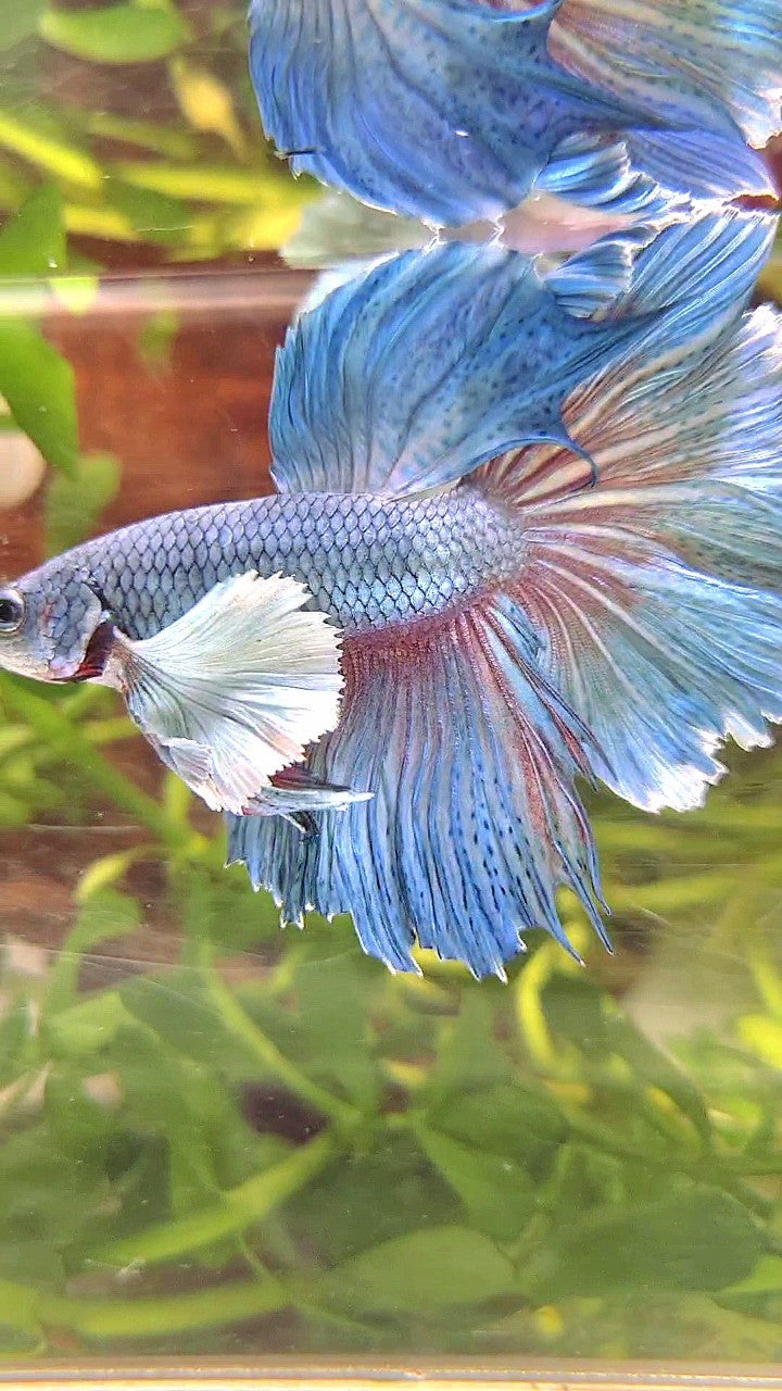 HALFMOON SUPER DUMBO EAR BLUE BETTA FISH