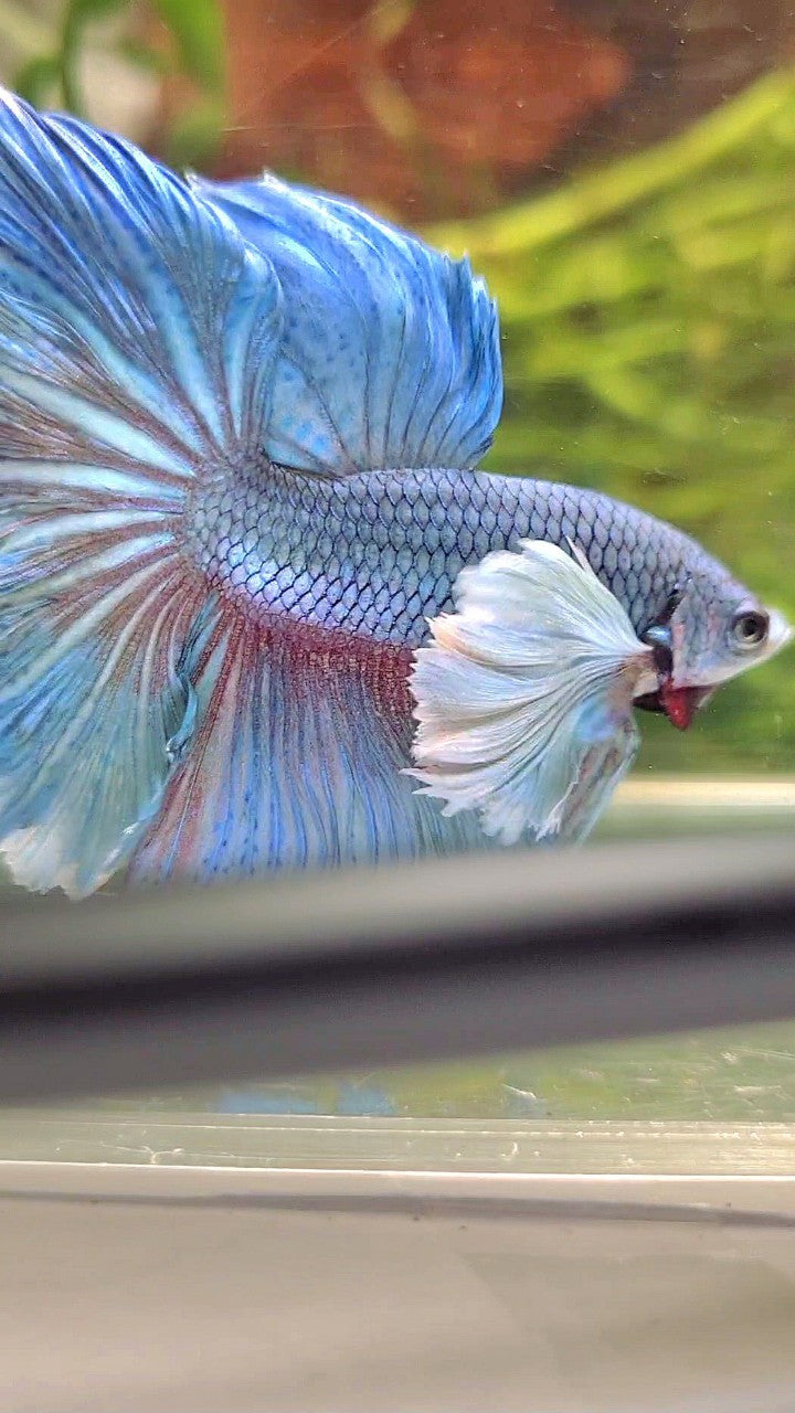 HALFMOON SUPER DUMBO EAR BLUE BETTA FISH