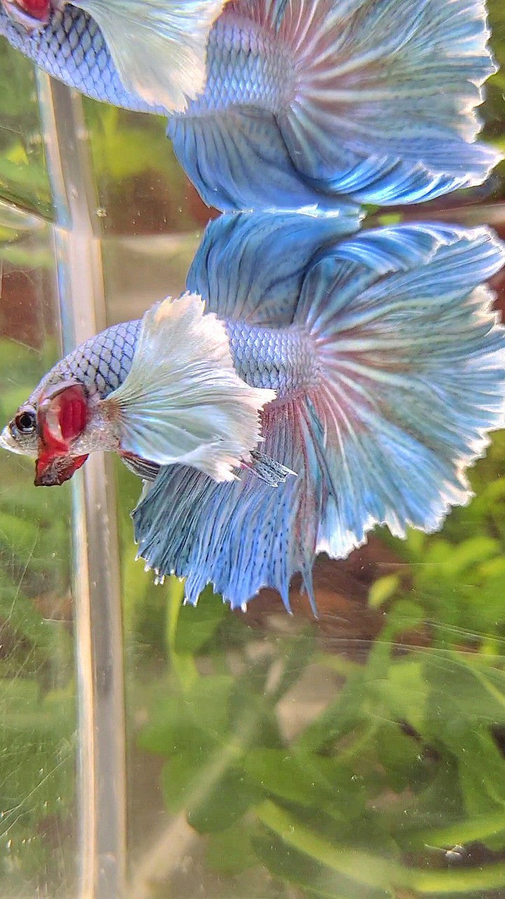 HALFMOON SUPER DUMBO EAR BLUE BETTA FISH