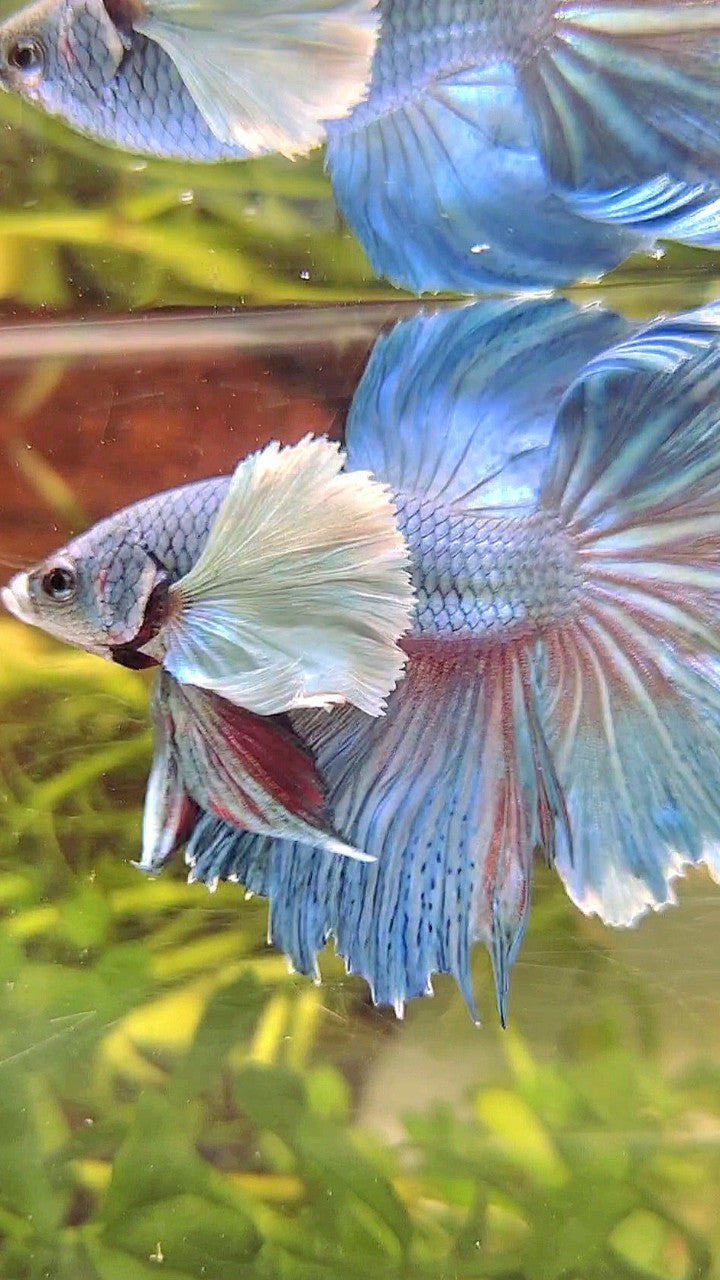 HALFMOON SUPER DUMBO EAR BLUE BETTA FISH