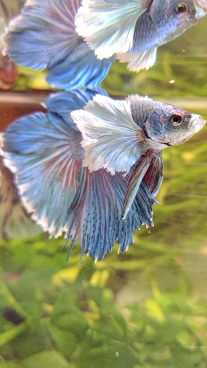 HALFMOON SUPER DUMBO EAR BLUE BETTA FISH