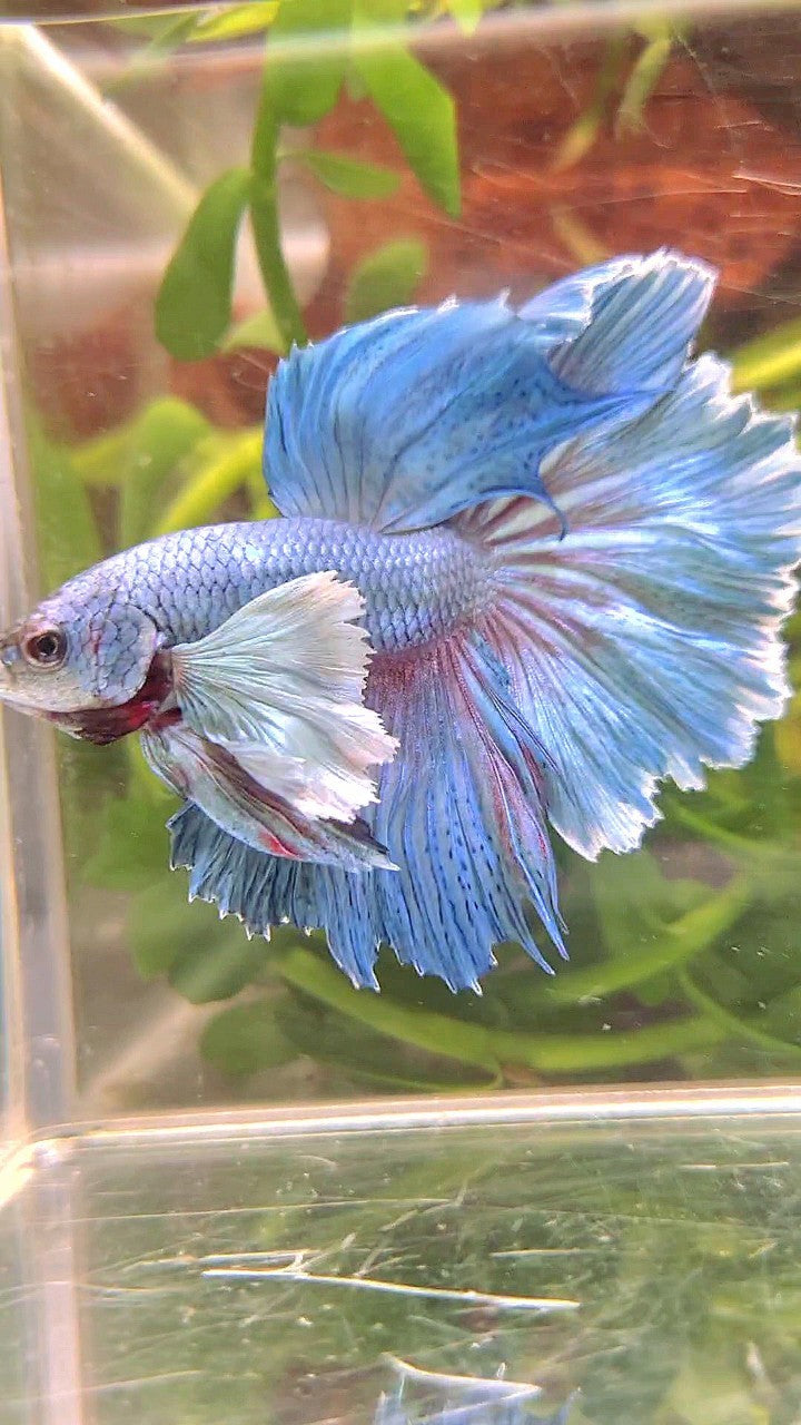 HALFMOON SUPER DUMBO EAR BLUE BETTA FISH